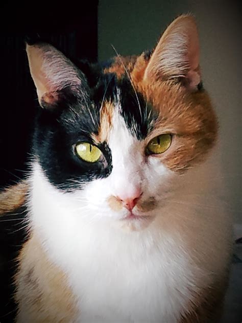 calico cat photos